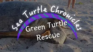 Sea Turtle Chronicles&mdash;Green Sea Turtle Rescue