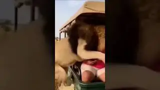 Tiger Atec #follow #subscribe #followers #reels​ #song #virale #video #gujarat #safar #jangal #tiger