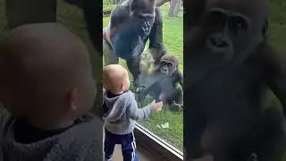 Zoo Cuteness Overload: Baby Gorilla Joins Human Baby&rsquo;s Dance!🦍#funny #babygorilla #cutemoments #zoo