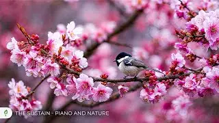Relaxing Spring Piano & Nature 🌷 Deep Relax &bull; Emotional Healing &bull; Soft Vibes #08