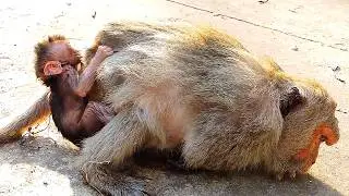 Quiet Feeding Moments | A Baby Monkey and Her Mother 4K