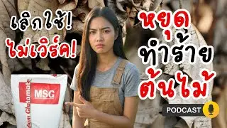 ผงชูรสใส่ต้นไม้ ดีจริงหรือจกตา? ✅❌
