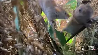Zach at the Zoo - Eurasian Harvest Mouse