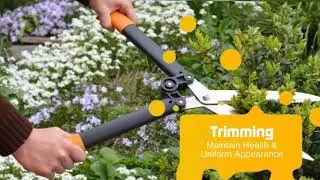 Small Tree Trimming & Pruning Services Denver - Sprinklers Evergreen and Landscape