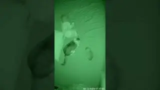 Time jump glitch: NO SIGNAL face #cat #BabyAndKitten #Shorts