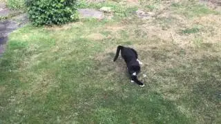 Cat in motion