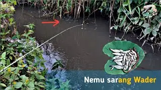 Mancing Ikan Wader Pas Di Sarangnya Full Strike...