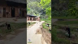 Happy and Beautiful Village Life &bull; Peaceful Morning &bull; Birds Chirping || #LetsRelax #Shorts #Peaceful