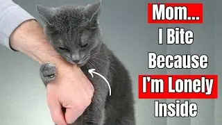 20 Signs That Your Cat Is Lonely -&ndash; But You Keep Ignoring Them