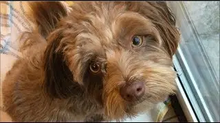 chewie being a good boy for one minute straight