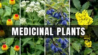 20 Forgotten Medicinal Plants (Herbs) That Grandparents Grew For Healing : Why Did They Erase Them