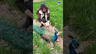 Rare Pavo Real Moments Caught on Camera #peacock #birds #shorts
