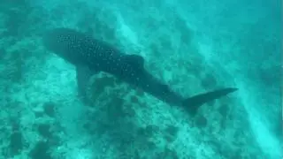 MWSRP Whale Shark, Orlando, Maldives