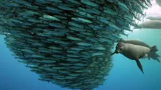 Sea lion catches a fish from a baitball