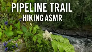 ASMR Forest Walk on the Pipeline Trail | Vancouver Island Nature Sounds