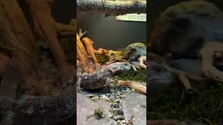 Taming a Black Throat Monitor
