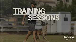 Whiskey | Training Sessions - Tethering