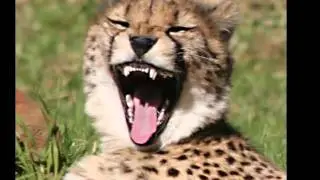 SAVE THE BIG CATS