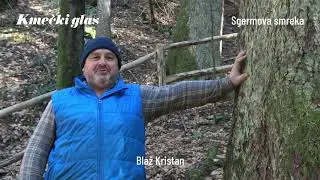 Kmečki glas predstavlja: SMREKA (62,26 m) REKORDERKA