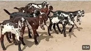 Goat Farming Betal Nagra Bareedar Cute Bachye Naveed Khan Goat Farm 03135363101