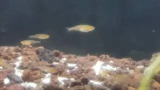 Danio choprai Aufzucht Becken