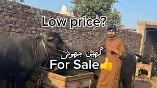 Buffalo 🐃 business for 9 buffalo 🐃 for sale 👍🥰🫢👍