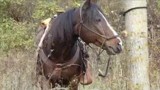 Trekking a cavallo nel Monferrato 