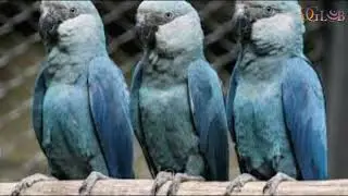 Lethal virus hits last rare blue macaws in Brazil wild 