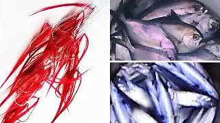 Sabiki Handline Fishing Lures - Fast & Simple Way of Making Sabiki Rig (Pomfret & Bonito Tuna)