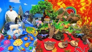 Explore Arctic, Ocean, Forest & Desert Animals 🌍❄️🌊🌳🌵 | DIY Animal Diorama for Kids