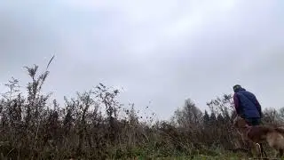 11/12/24 double retrieve tall grass