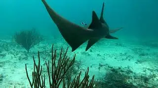 Snorkeling Cheeca Rocks - Islamorada Florida Keys