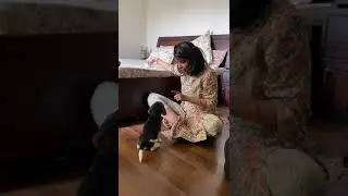 #Beagle: Trained puppy eating snack (58 days old)
