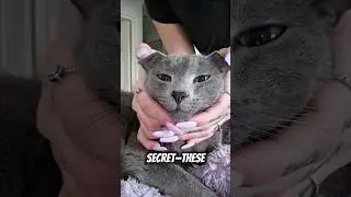 Why Russian Blue Cats Are the Ultimate Chill Buddies! 🐈&zwj;⬛🐾 #cats #meow #catslivesmatter