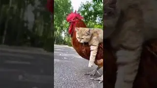cat and cock cute friendship.#cat,#cock,#friendship ,#wildlife ,#shorts,#viral.