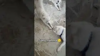 #shortvideo #animallovers #funny #pets #petparents #fyp #tranding #cute
