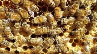 Die Geburt einer Arbeiterbiene in Tiset - #m&Auml;derhonning