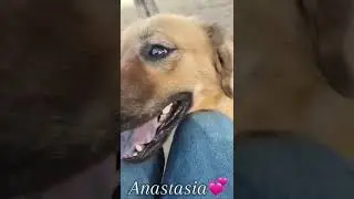 Anastasia #adoptarescue