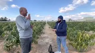 كيف أحصل على مزرعة مانجو متميزة ؟؟