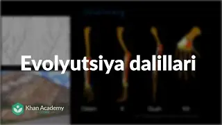Evolyutsiya dalillari | Evolyutsiya va filogenetik daraxt | Biologiya