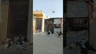Highlight 12:37 – 17:37 from kabuter bazi Ek shok is live