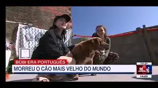 Bobi - Morreu o cão mais velho do mundo