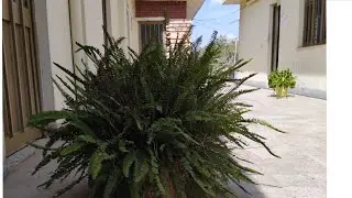 እንዴት ዋላቹ