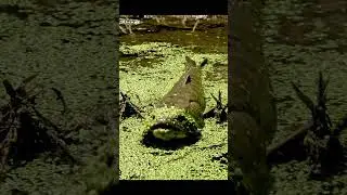 🤯 HUGE Fish DESTROYS Bait! 🎣 You Won't Believe What Happened! 😲