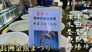 【長洲金魚まつり】背中が光る金魚⁉️