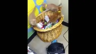 Rockwall animal shelter 3
