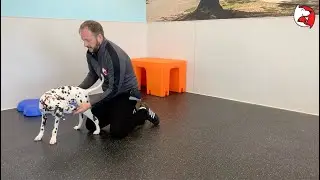 DGP Puppy Class Video - How to Give TREAT OUT's