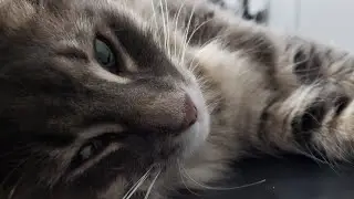 Winter - CUTE Cat Compilation 2020