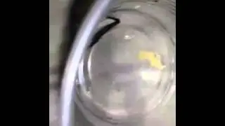 Ship timber beetle eggs
