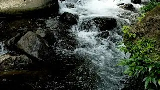 Forest Ambience | Birds Singing & Beautiful Stream Sounds for Peaceful Sleep,Deep Rest